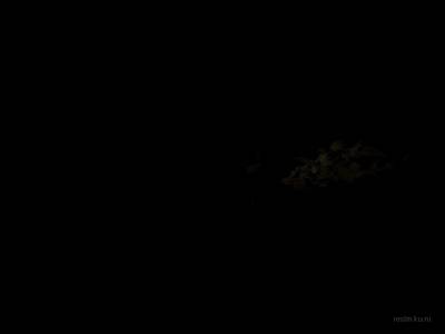 bhop_linear_forest thumb 25