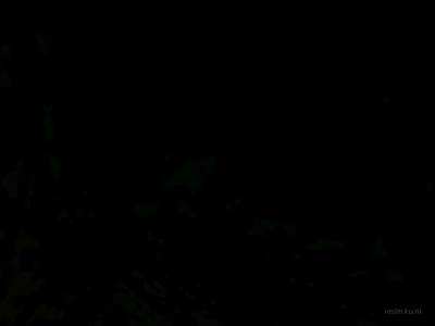 bkz_goldbhop_v2go thumb 119
