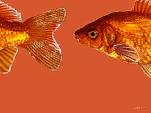 breakwallz_goldfish for css screenshot