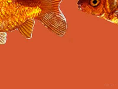 breakwallz_goldfish thumb 2
