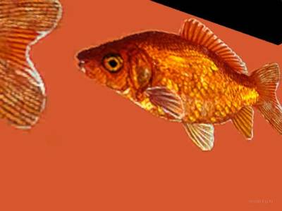 breakwallz_goldfish thumb 21