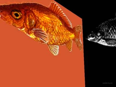 breakwallz_goldfish thumb 19
