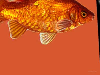 breakwallz_goldfish thumb 16