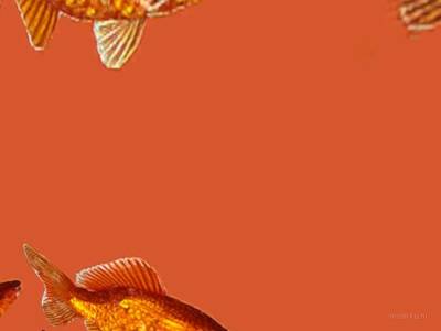 breakwallz_goldfish thumb 7