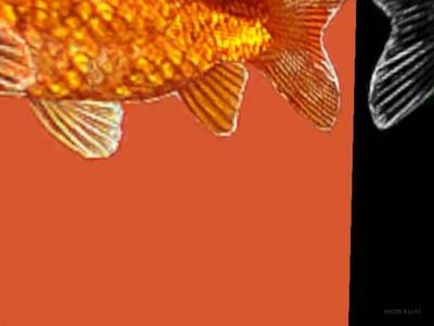 breakwallz_goldfish thumb 6