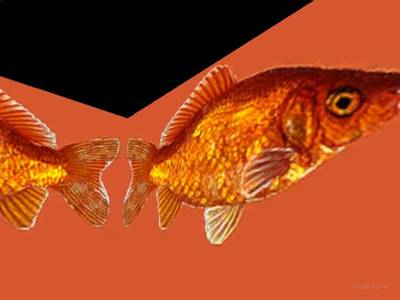 breakwallz_goldfish thumb 8
