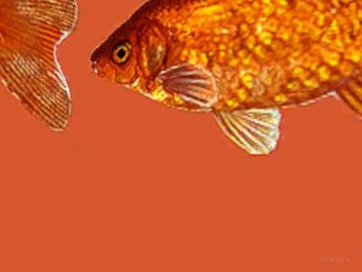 breakwallz_goldfish thumb 14