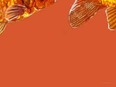 breakwallz_goldfish thumb 18