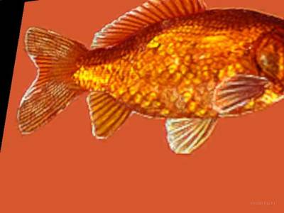 breakwallz_goldfish thumb 5