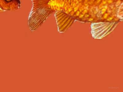 breakwallz_goldfish thumb 15