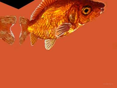 breakwallz_goldfish thumb 3