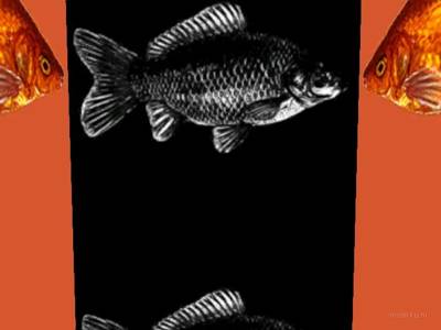 breakwallz_goldfish thumb 12