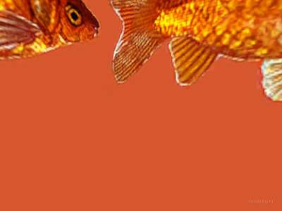 breakwallz_goldfish thumb 9