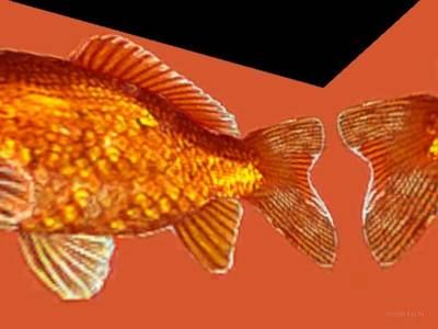 breakwallz_goldfish thumb 10