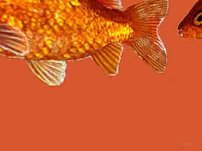breakwallz_goldfish thumb 20