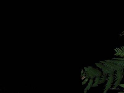 col_blackforest thumb 15