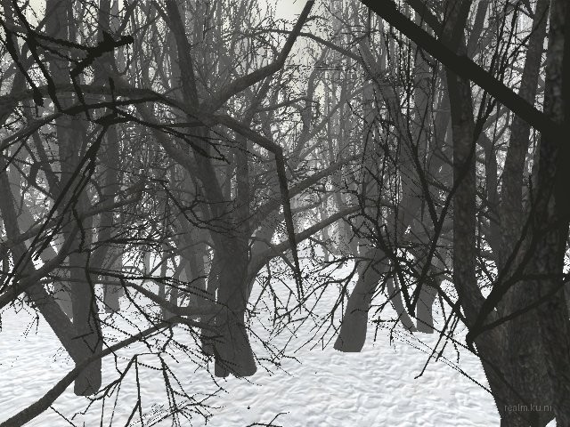 forest_q thumb 13