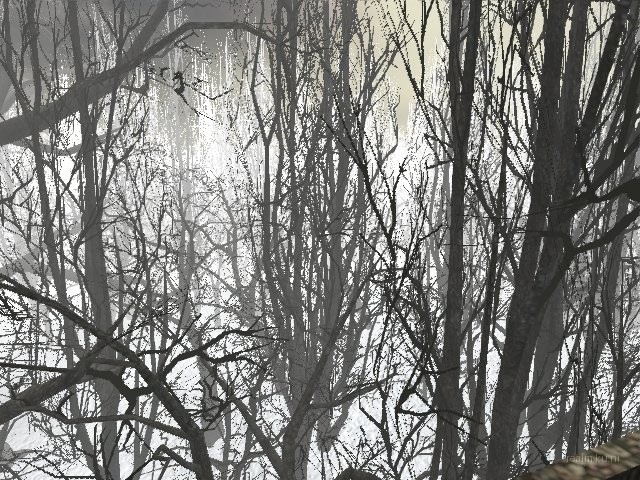 forest_q thumb 7