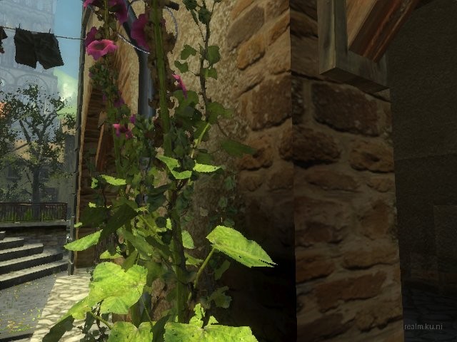 dm_corse thumb 14